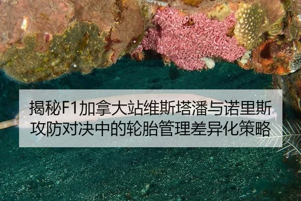 jie-mi-jia-na-da-zhan-wei-si-ta-pan-yu-nuo-li-si-gong-fang-dui-jue-zhong-de-lun-tai-guan-li-cha-yi-hua-ce-lve-3-861.jpg